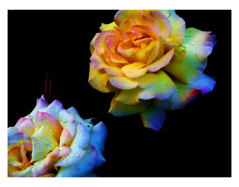 Two Roses with Water Droplets — Yellow