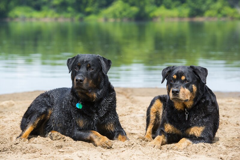 Two Rottweiler Dogs — Black, Calm
