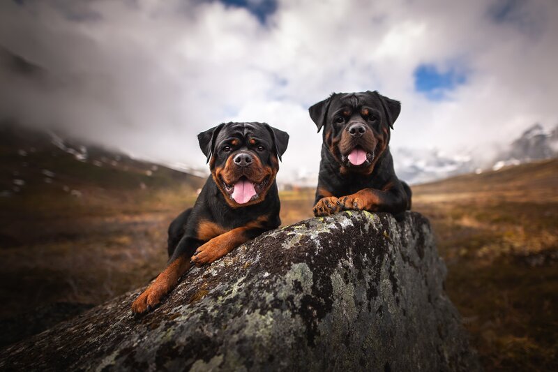 Two Rottweiler Dogs — Black, Dramatic