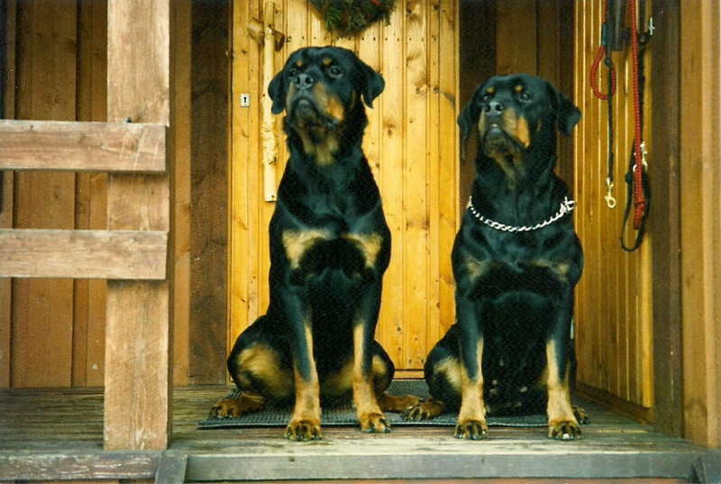 Two Rottweiler Dogs — Black