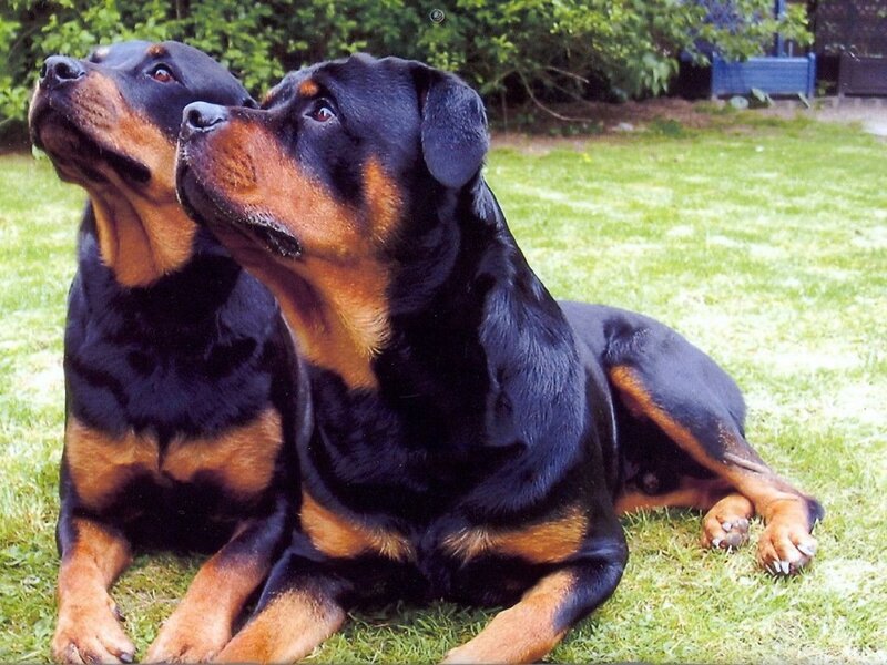 Two Rottweiler Dogs