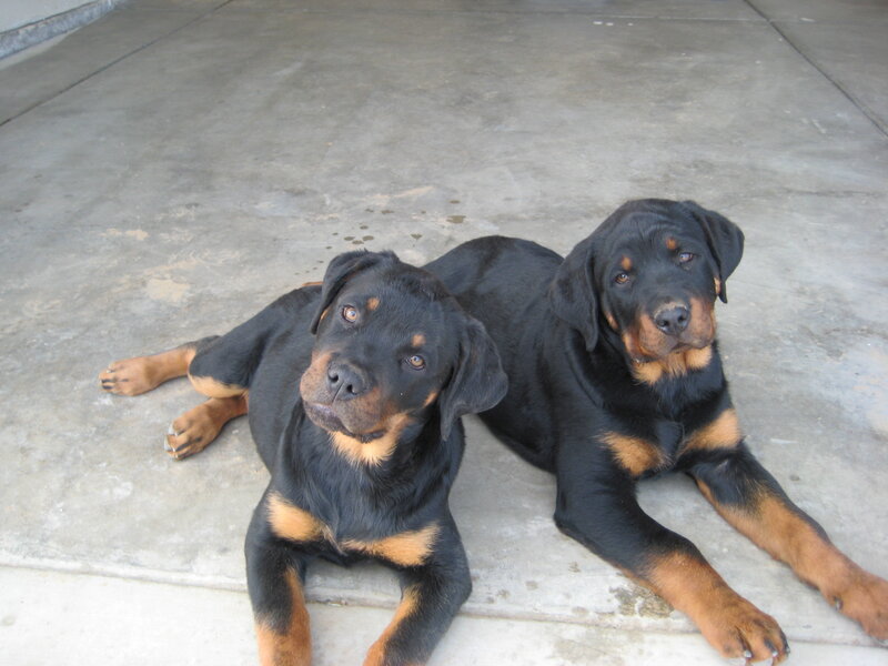 two rottweiler puppies lying down