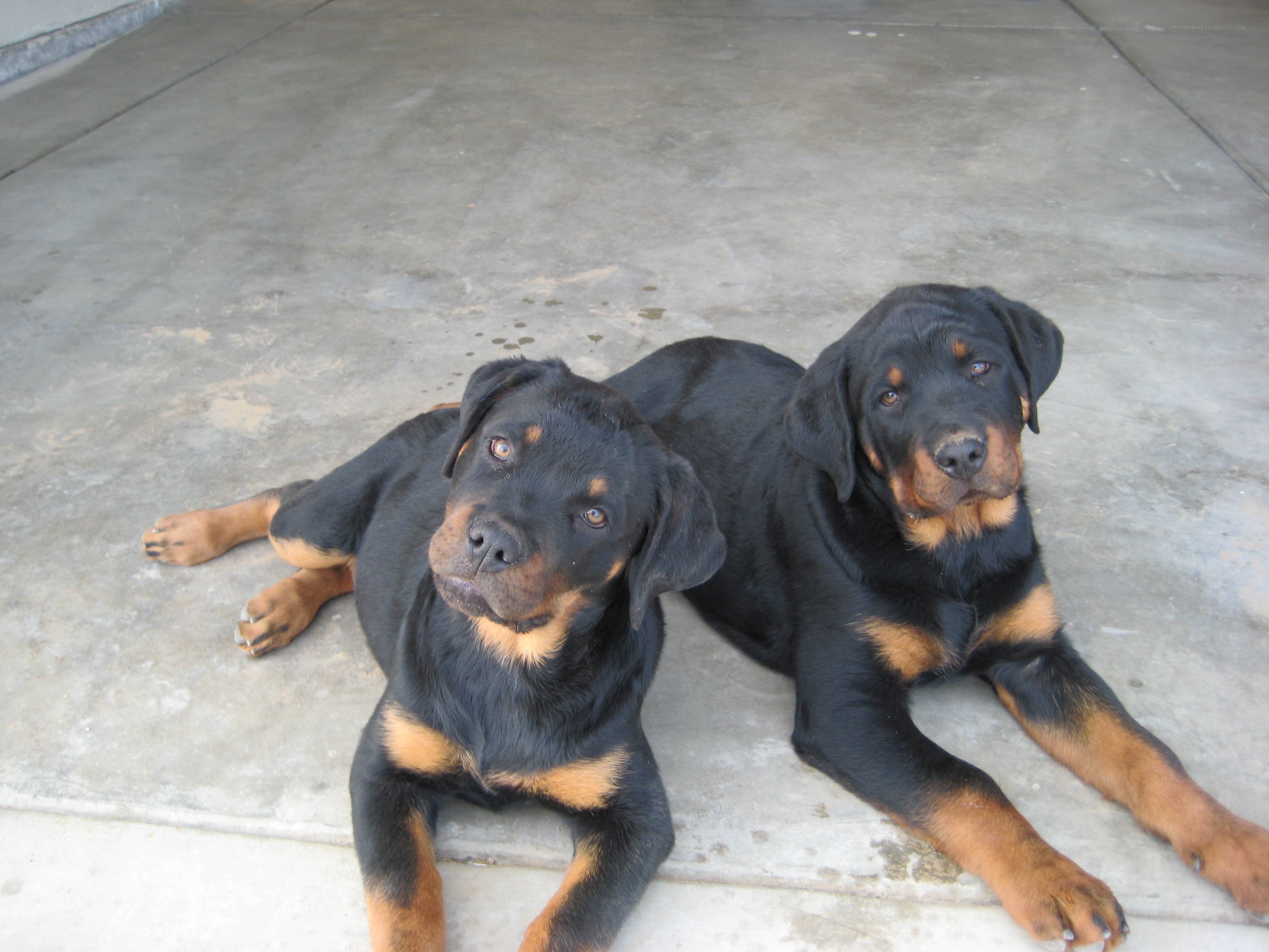 two rottweiler puppies lying down