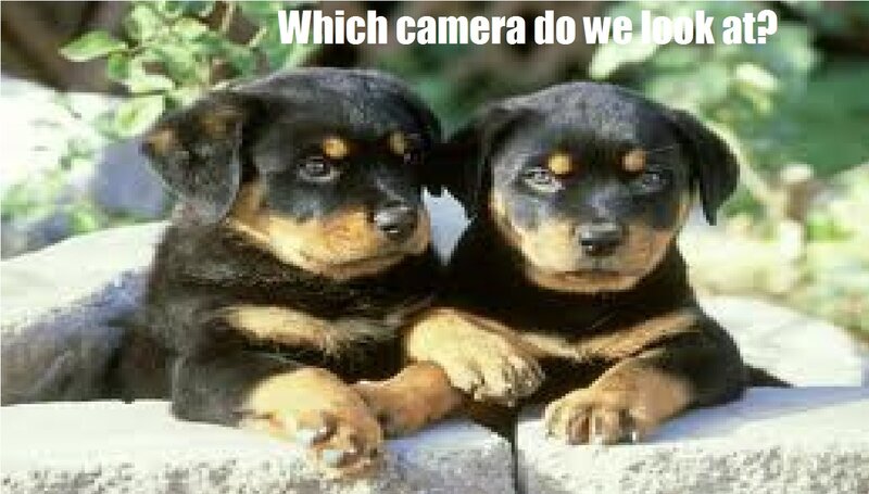 Two Rottweiler Puppies
