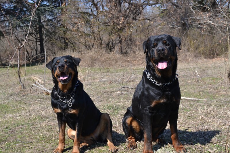 Two Rottweilers in a field