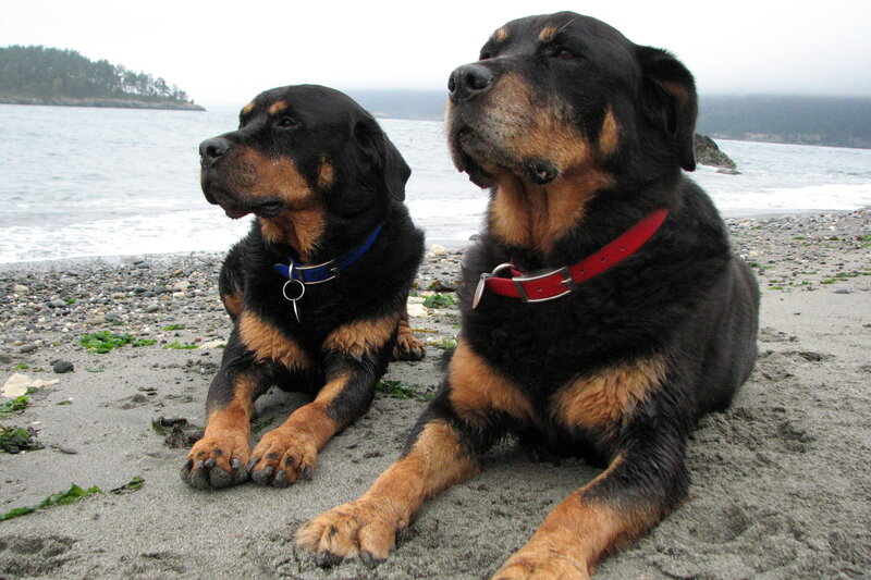 Two Rottweilers on Beach
