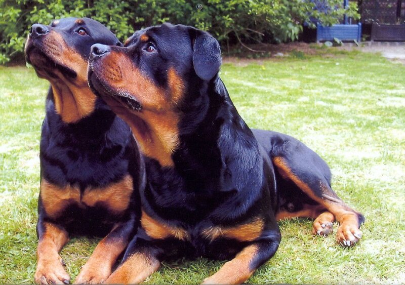 Two Rottweilers on grass