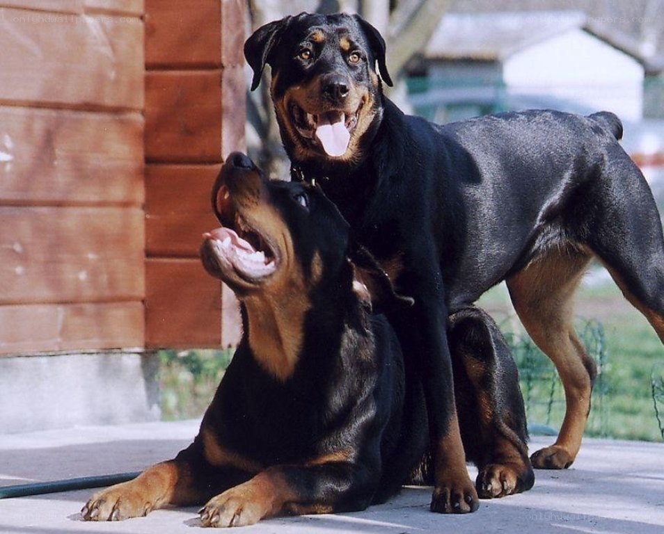 Two Rottweilers playing together