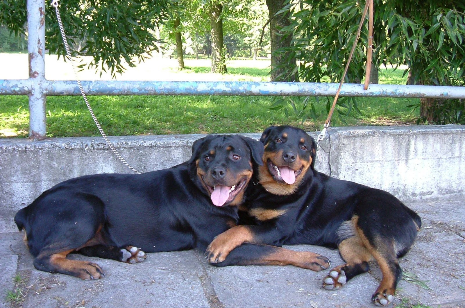 Two Rottweilers resting together
