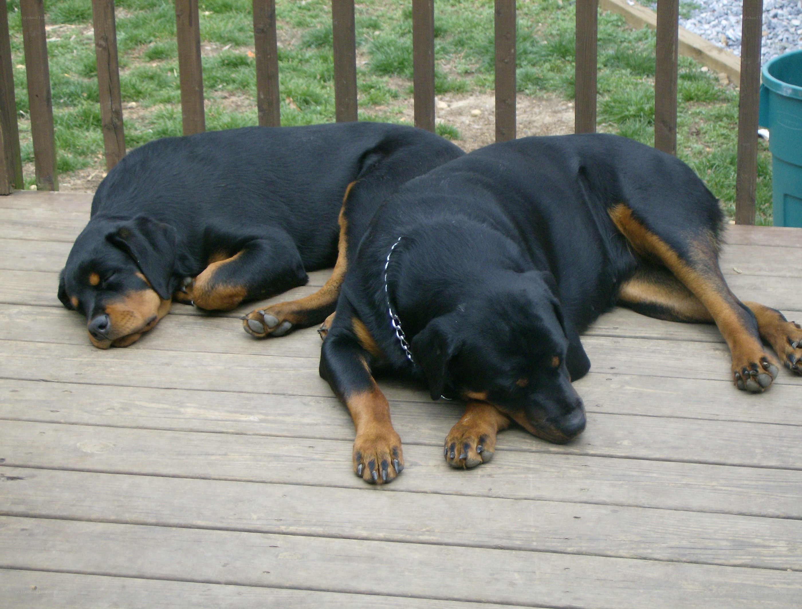 Two Rottweilers sleeping on deck