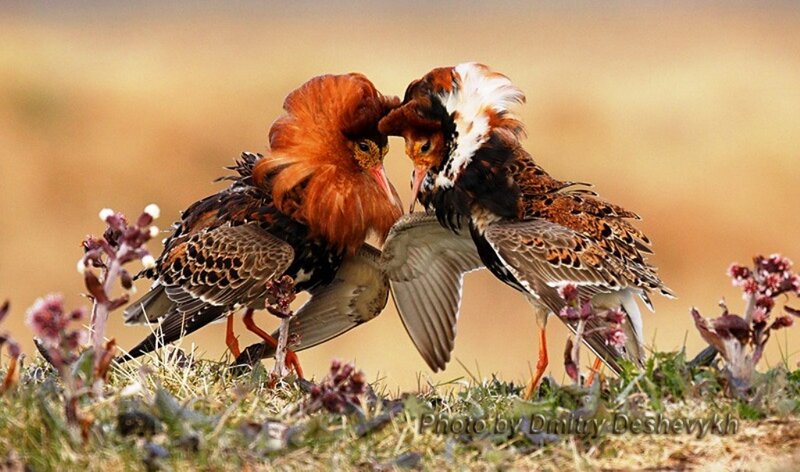 Two Ruff Birds Fighting — Brown
