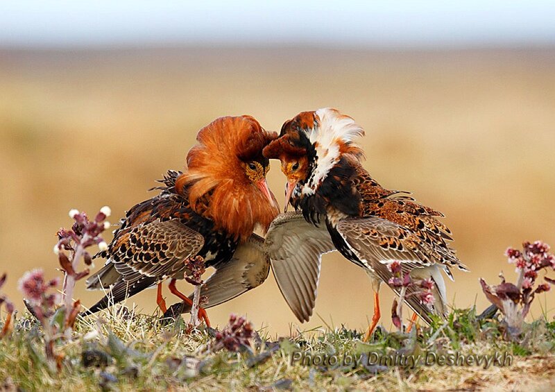 Two Ruff Birds Fighting