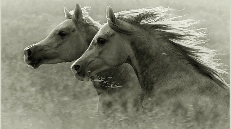 Two Running Horses — Gray