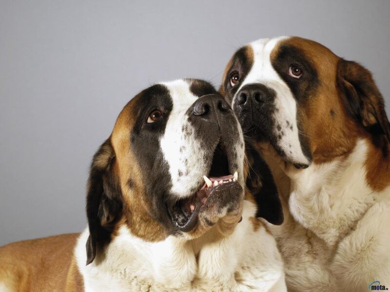 Two Saint Bernard dogs together