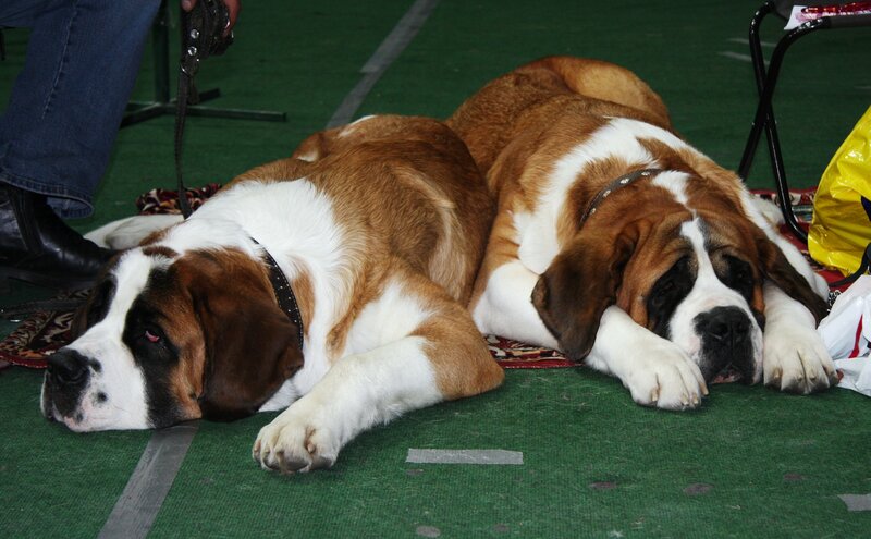 Two Saint Bernards resting