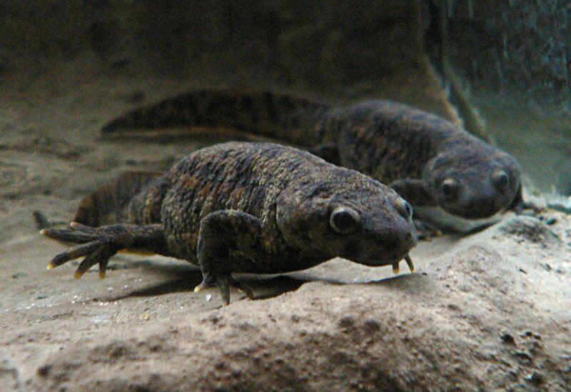 two salamanders on a rock