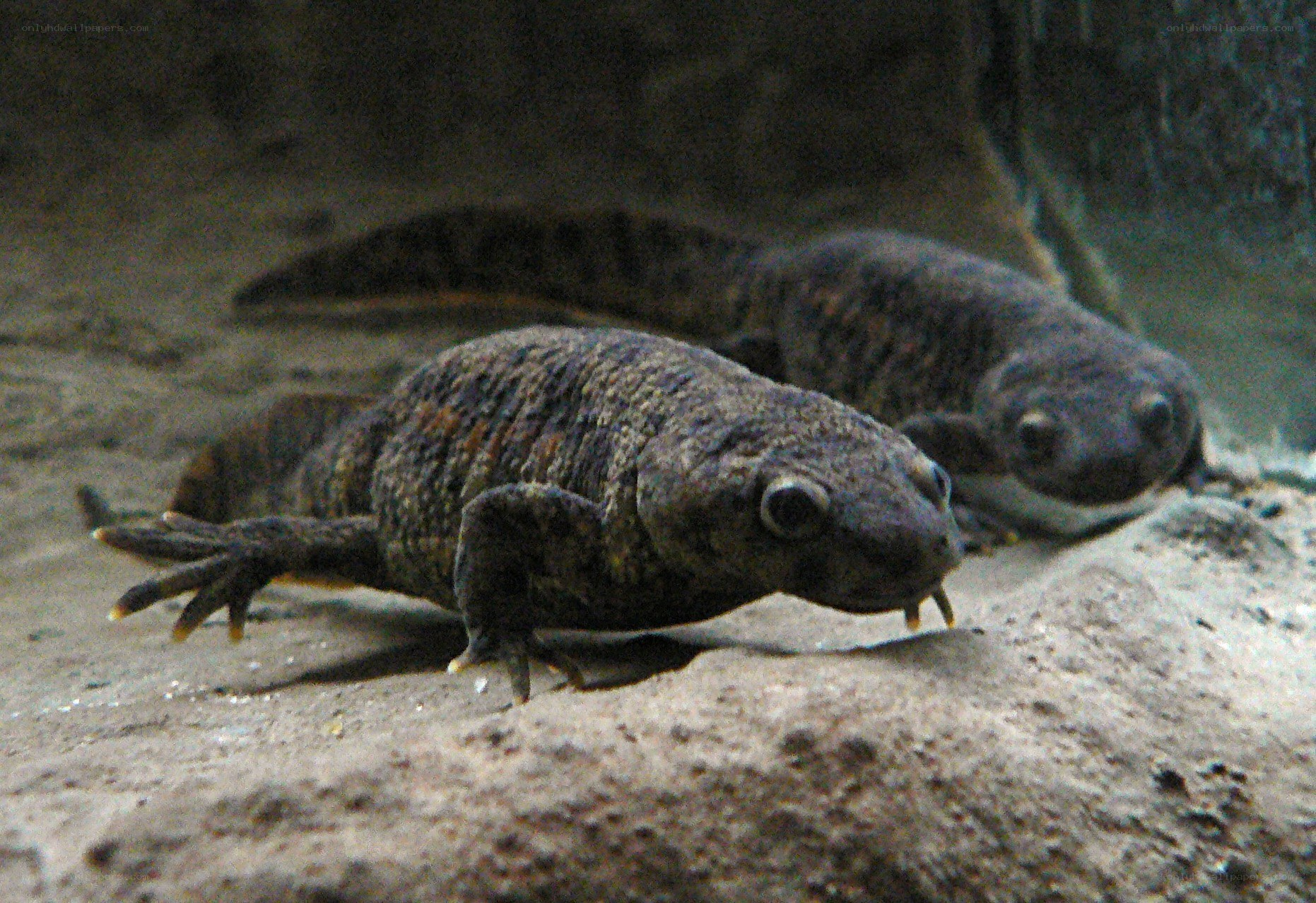 two salamanders on a rock