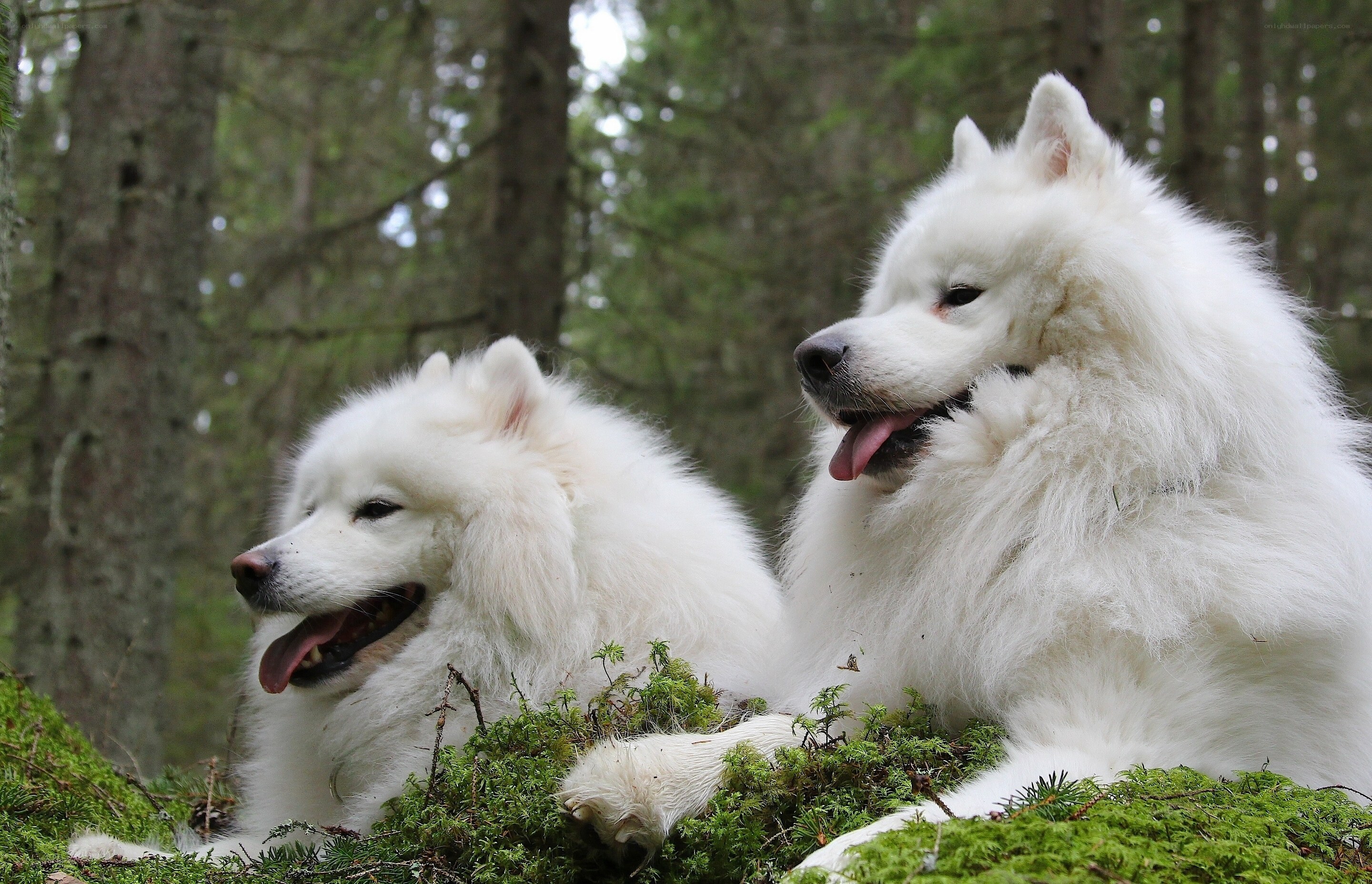 Two Samoyed dogs in forest