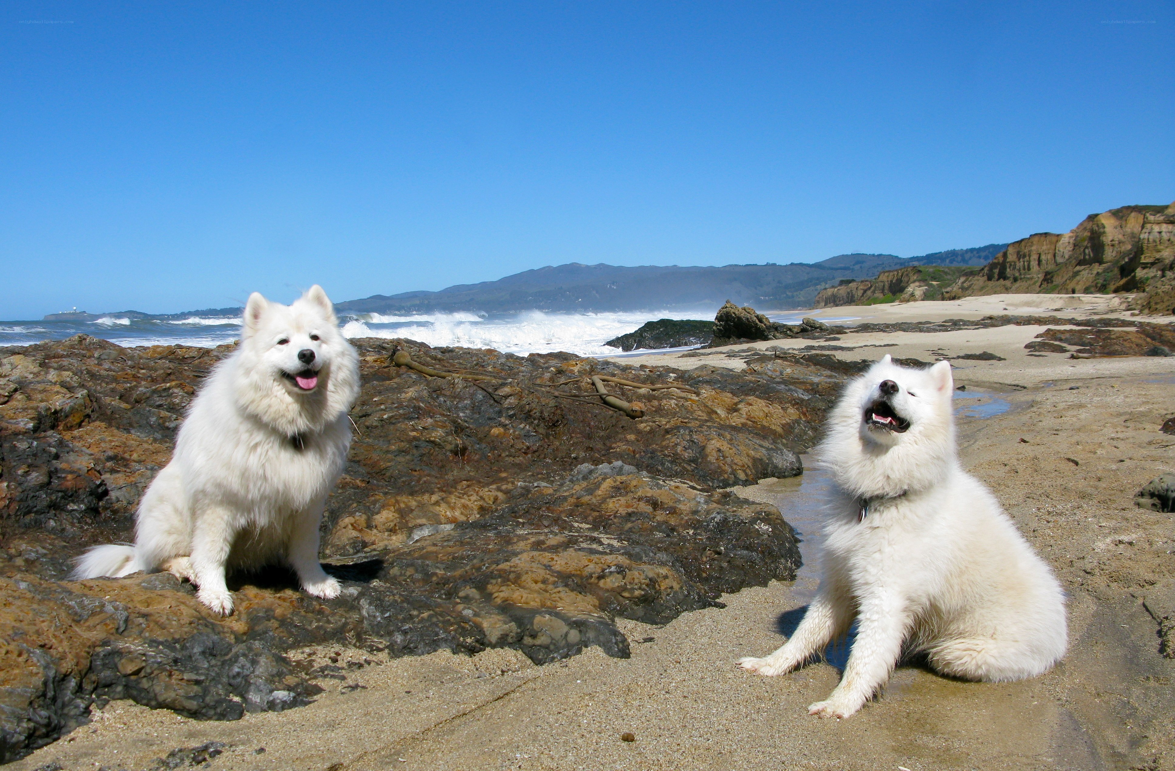 Two Samoyed dogs on a beach
