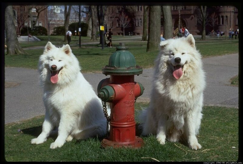 Two Samoyed dogs on grass