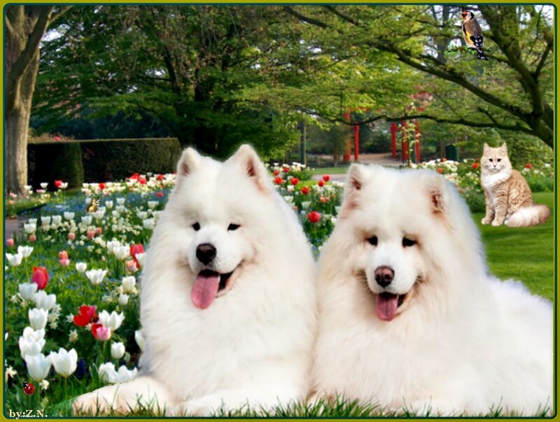 Two Samoyed Dogs
