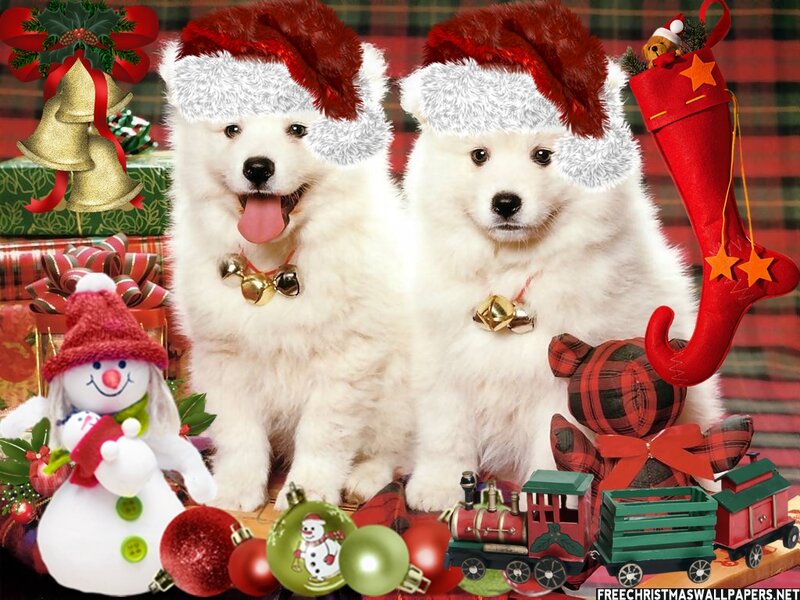 Two Samoyed Puppies — Red