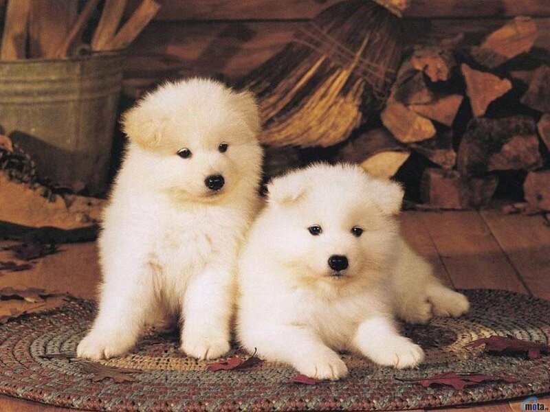 Two Samoyed Puppies