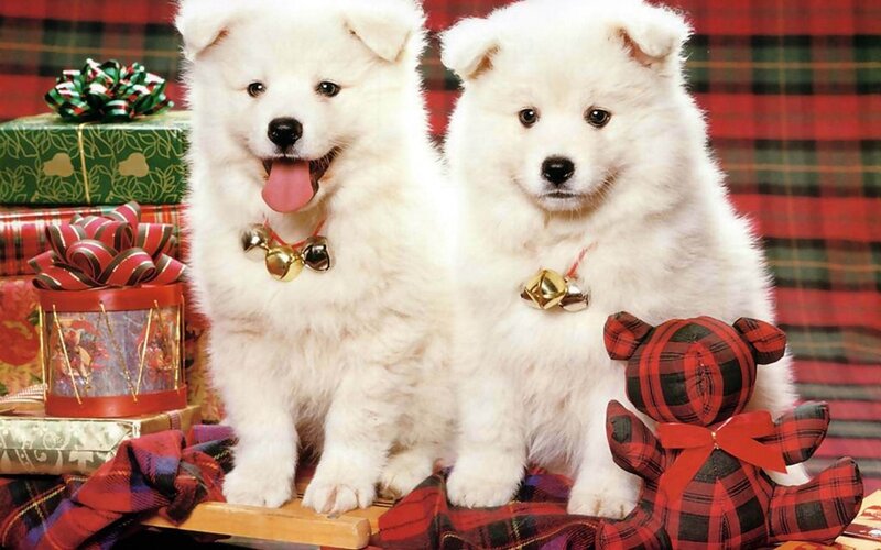 Two Samoyed Puppies — White, Festive