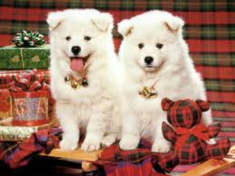 Two Samoyed Puppies — White, Festive, Winter