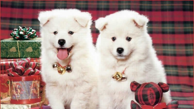 Two Samoyed Puppies — White