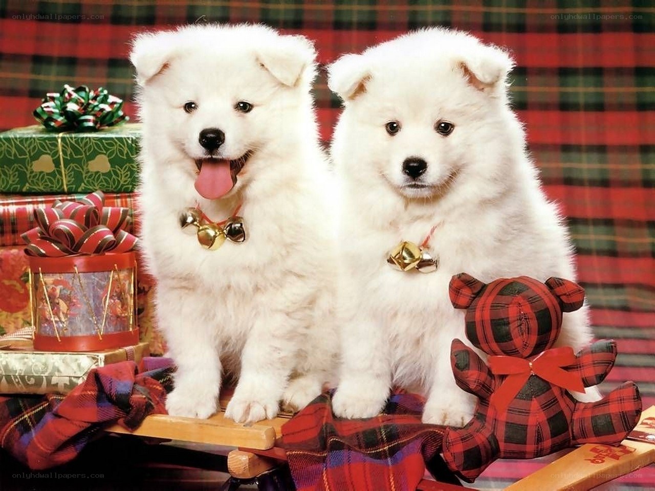 Two Samoyed puppies with gifts