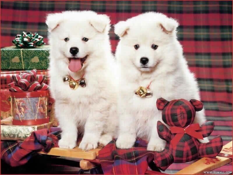 Two Samoyed puppies with gifts