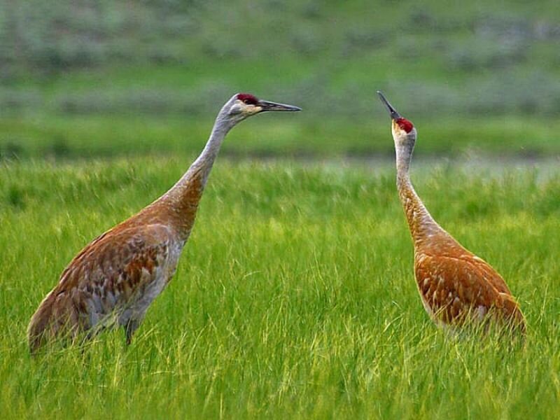 Two Sandhill Cranes