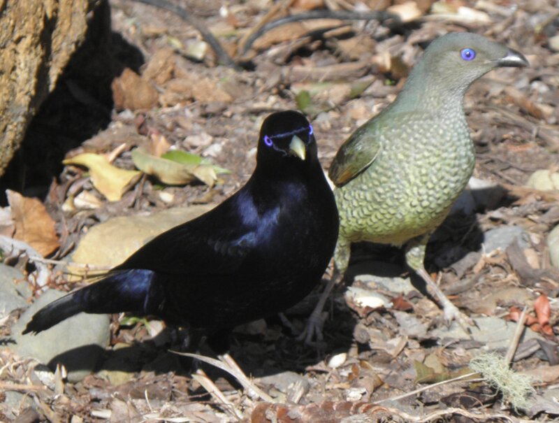 Two Satin Bowerbirds
