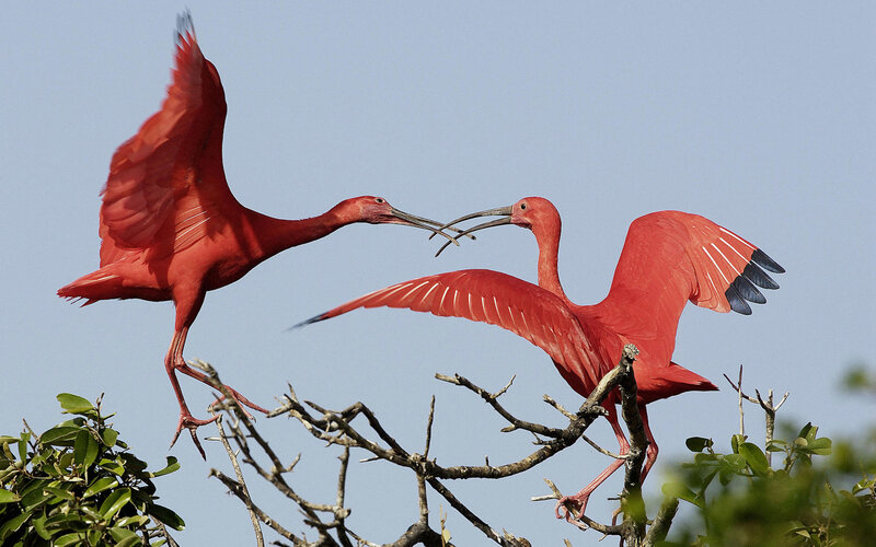 Two scarlet ibises in flight
