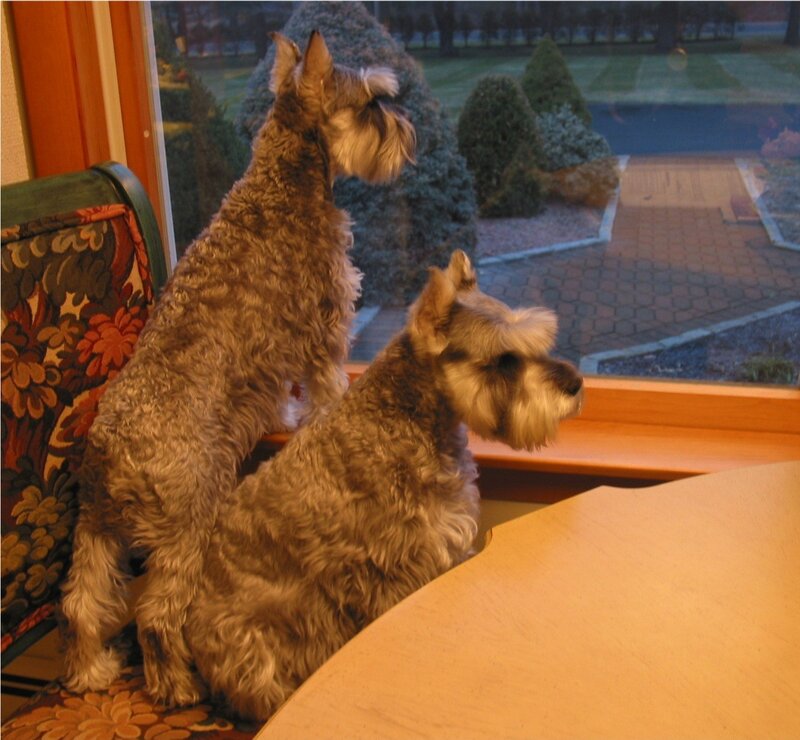 Two Schnauzer Dogs — Brown