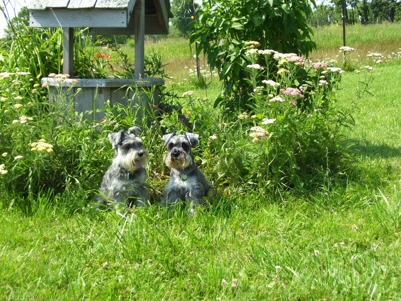 Two Schnauzer Dogs — Green