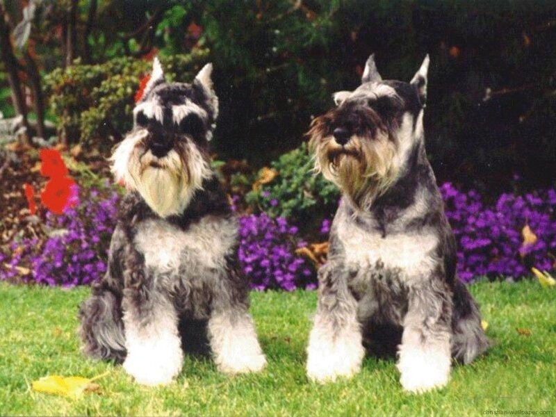 two schnauzer dogs in garden