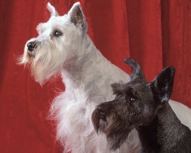 Two Schnauzer dogs on red background
