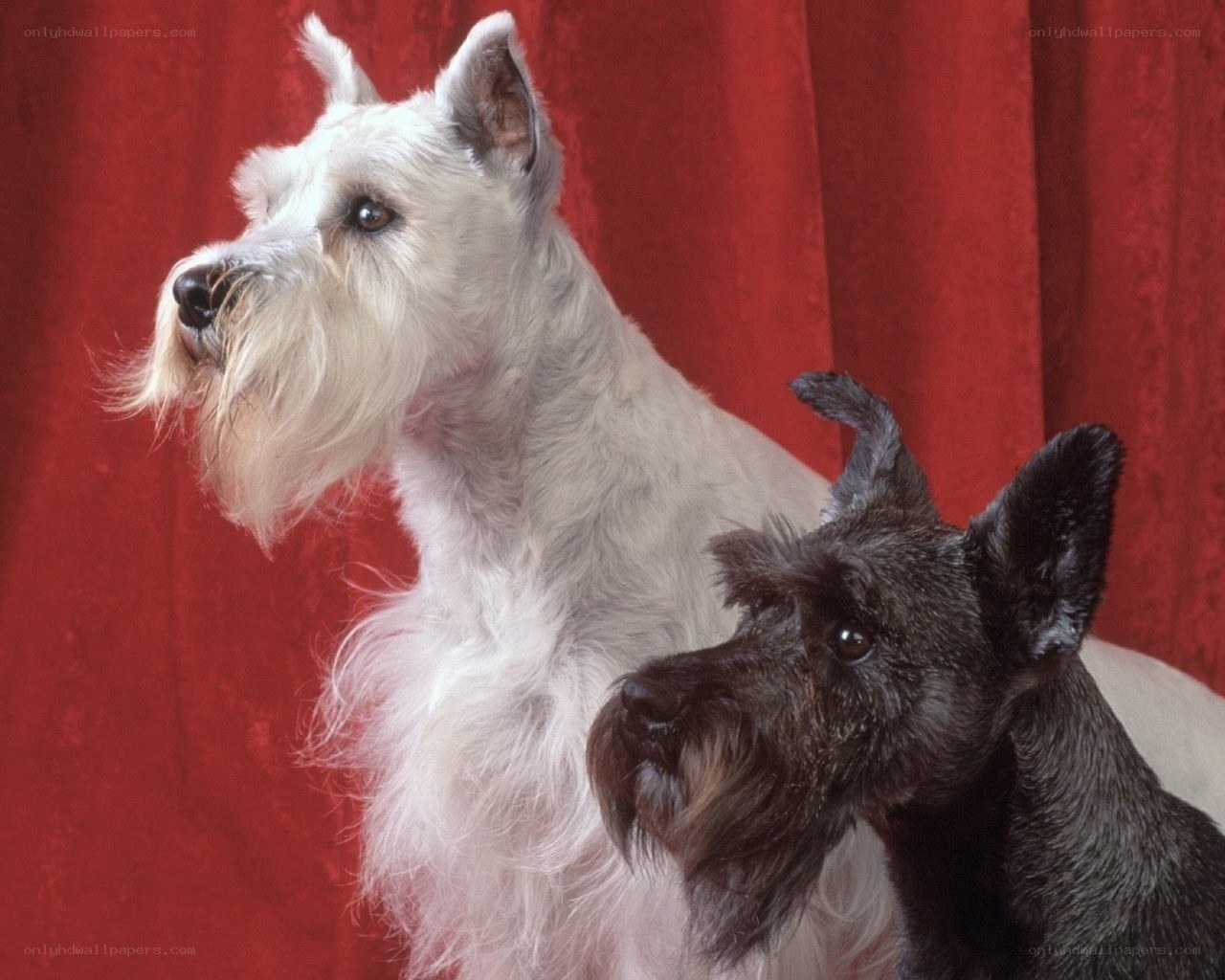 Two Schnauzer dogs on red background