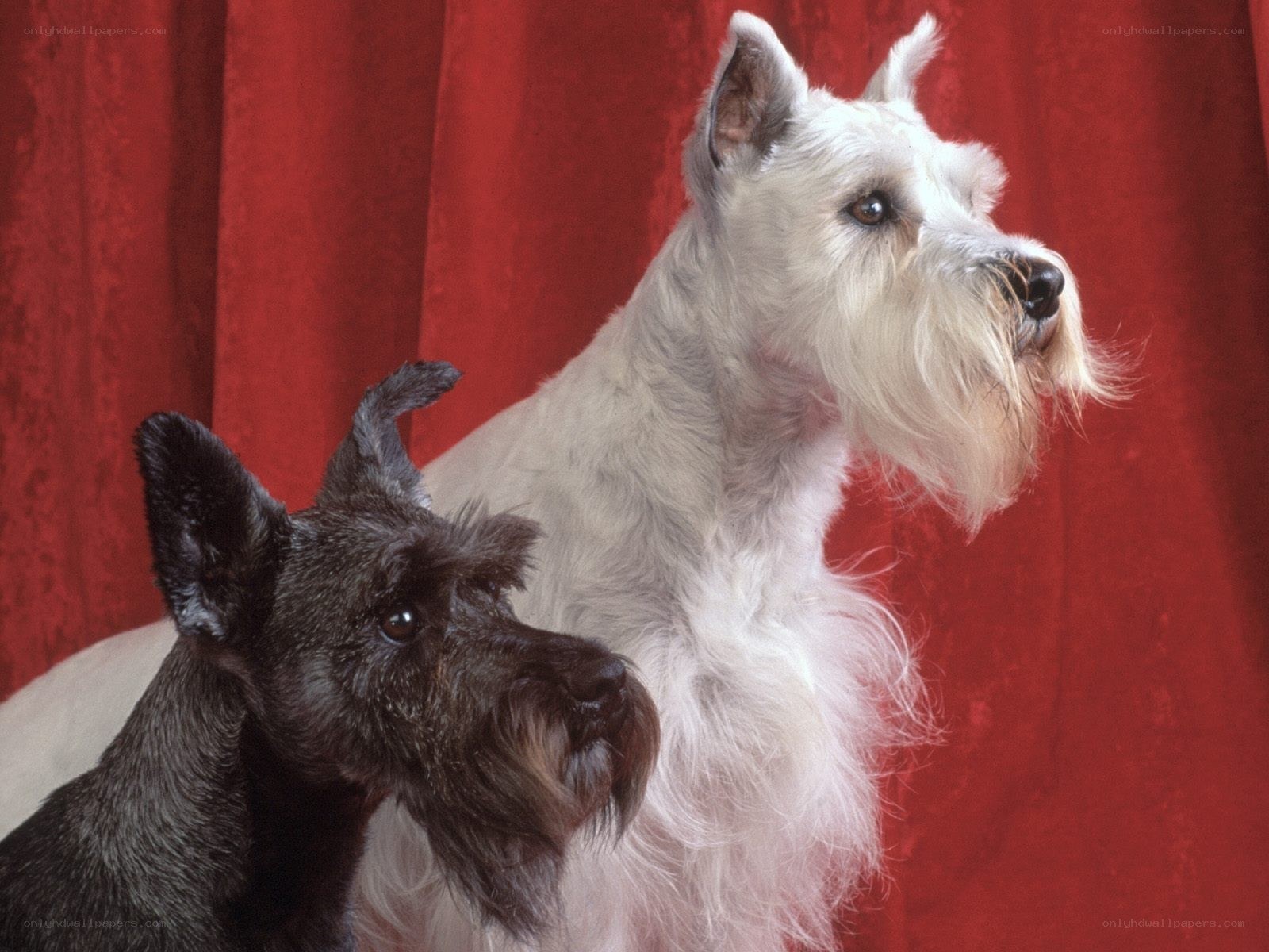 Two schnauzer dogs on red background