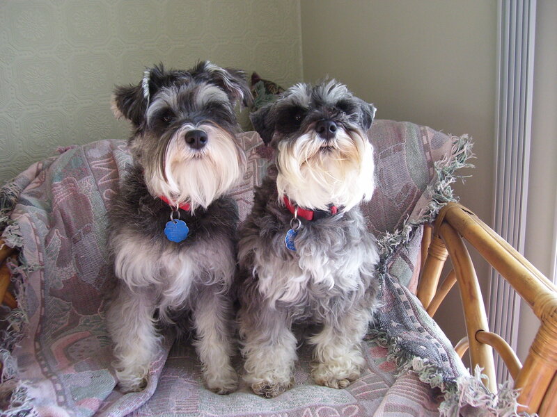 Two Schnauzer Dogs