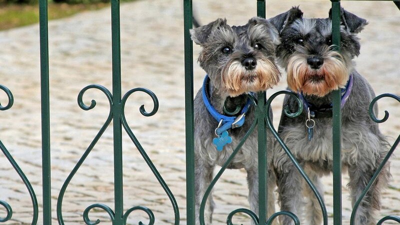 two schnauzers behind a gate