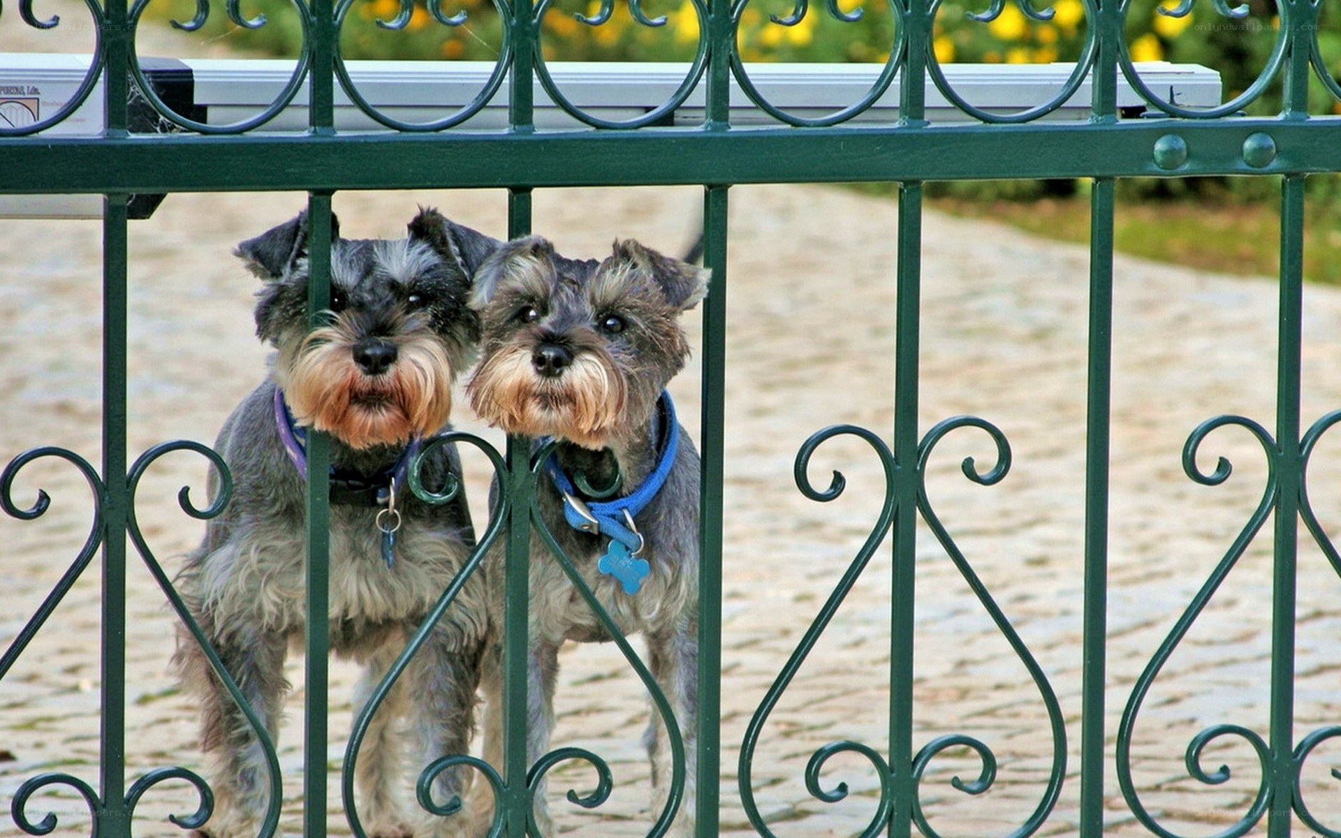 Two schnauzers behind a gate