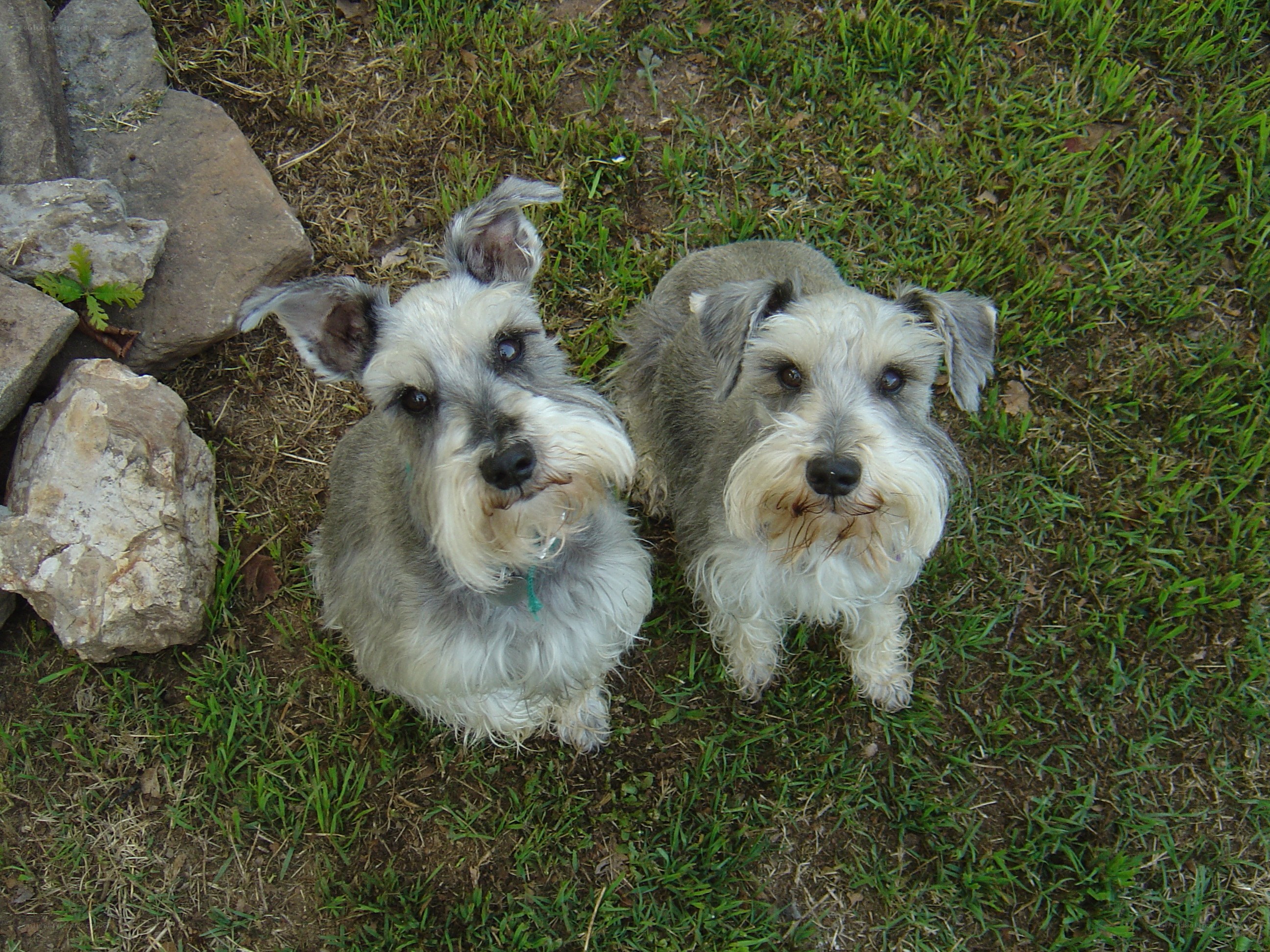 Two schnauzers on grass