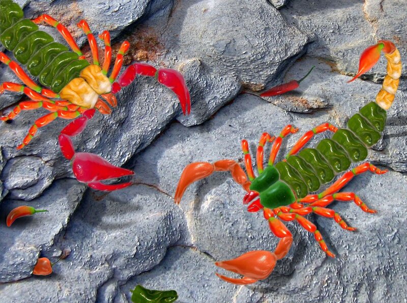 Two Scorpions on Rocks