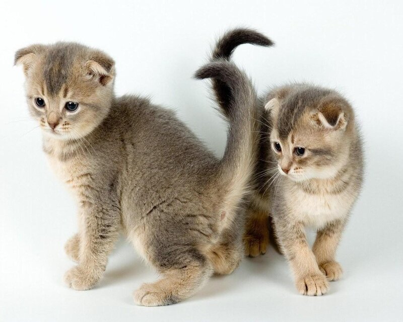 Two Scottish Fold Kittens — Gray, Calm