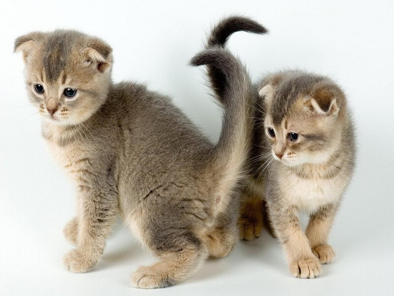 Two Scottish Fold Kittens — Gray