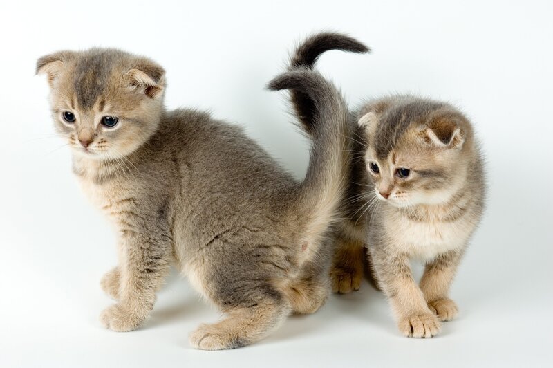 Two Scottish Fold kittens