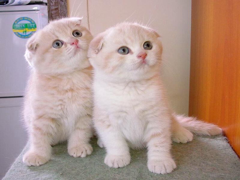 Two Scottish Fold Kittens — White